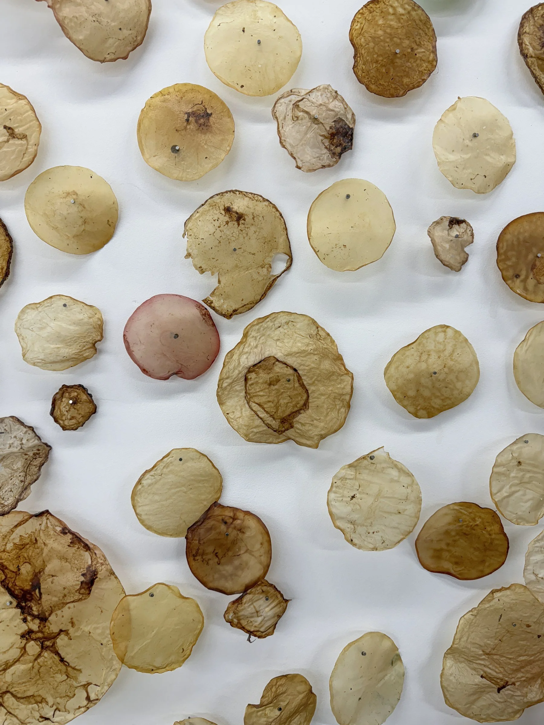 marilee-salvator-microbial-accumulation-organic-disc-installation-detail.jpg