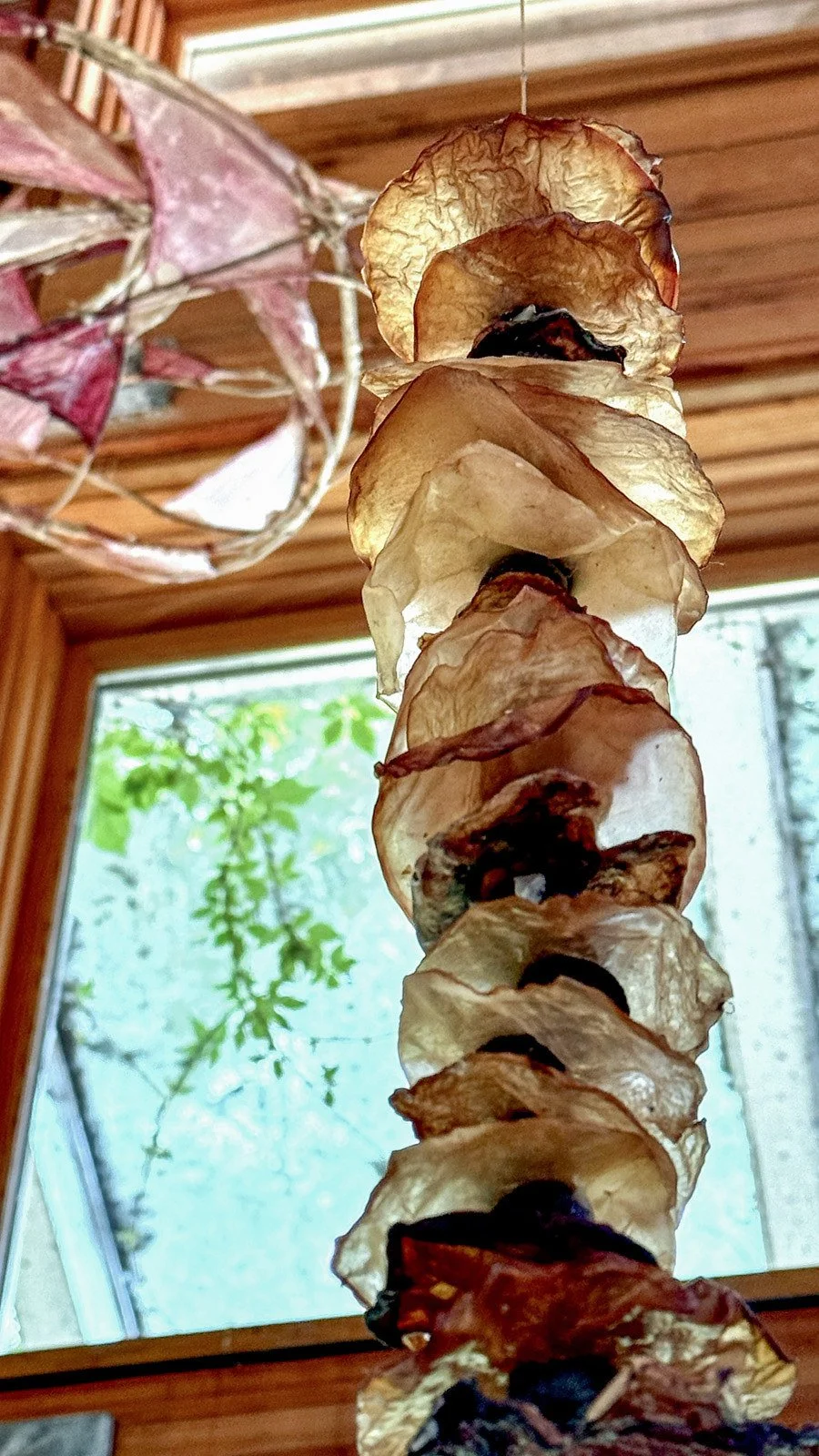 Close-up from Marilee Salvator’s Interwoven installation showing a vertical cluster of curled, amber-colored translucent organic SCOBY with a pink sculptural element behind.
