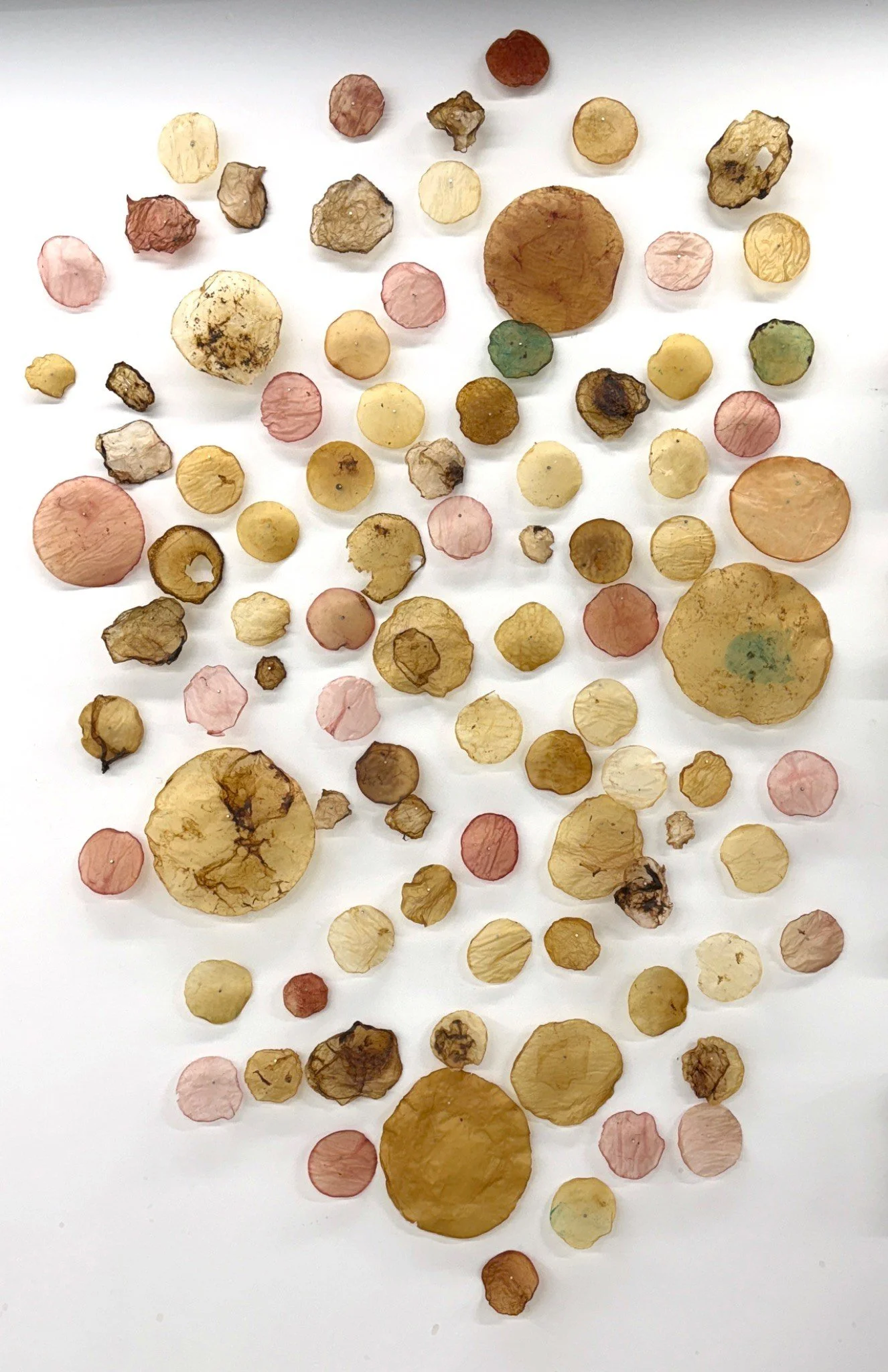 Microbial Accumulation, SCOBY Installation Art