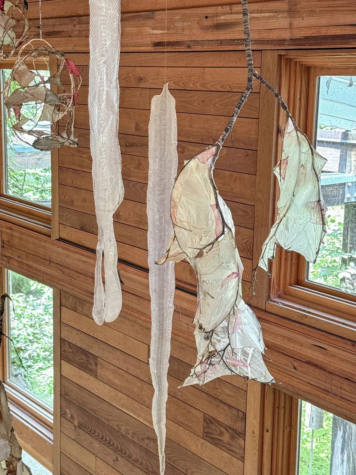 Detail of Interwoven by Marilee Salvator showing two long translucent snake sheds suspended beside sculptural forms made from vines and pale, pink-edged organic materials.
