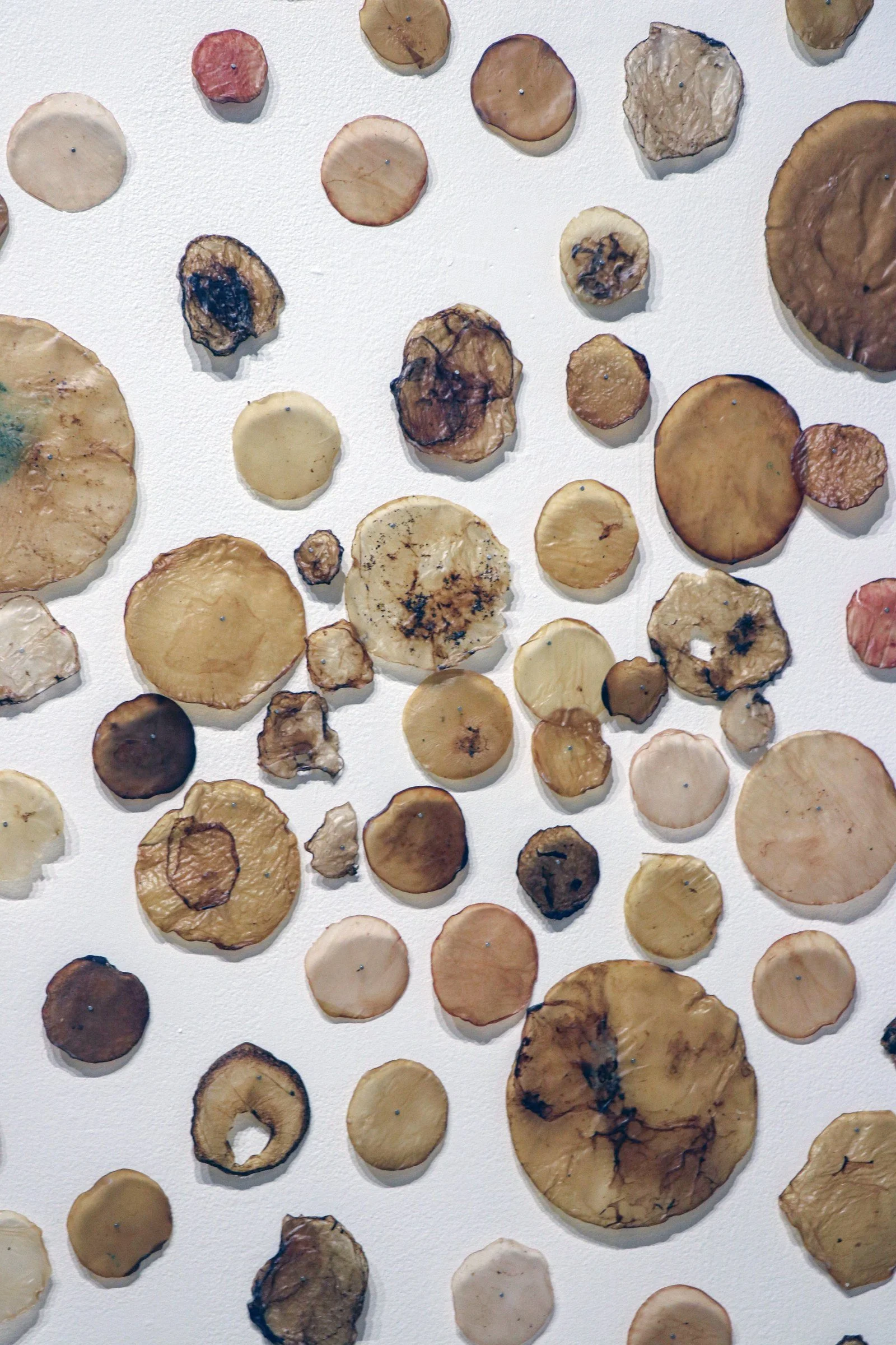 marilee-salvator-microbial-accumulation-scoby-installation-art.jpg