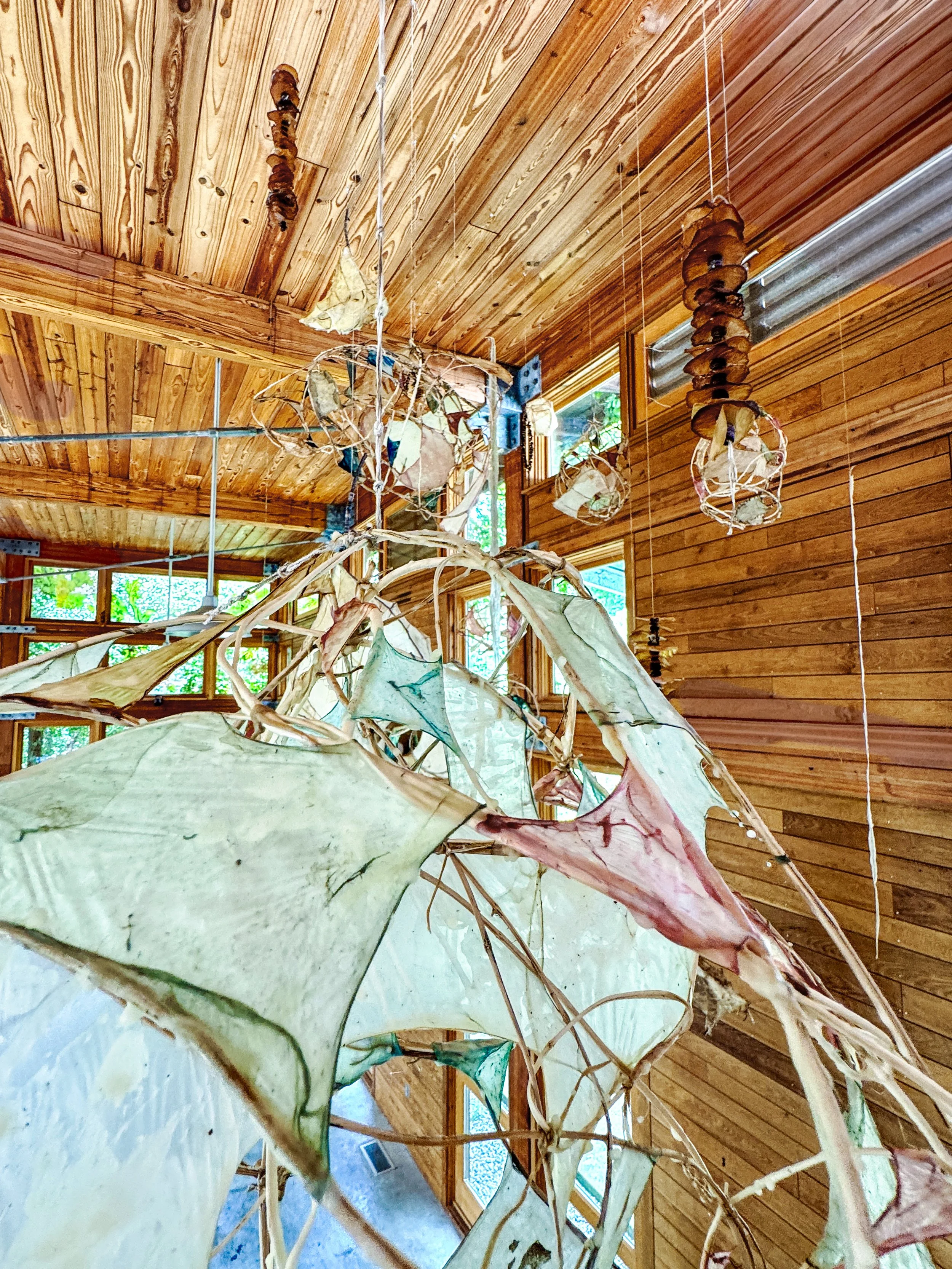 Side view of Interwoven by Marilee Salvator, showing a large open vine sculpture with translucent SCOBY pellicles in the foreground and smaller suspended forms extending into the gallery.