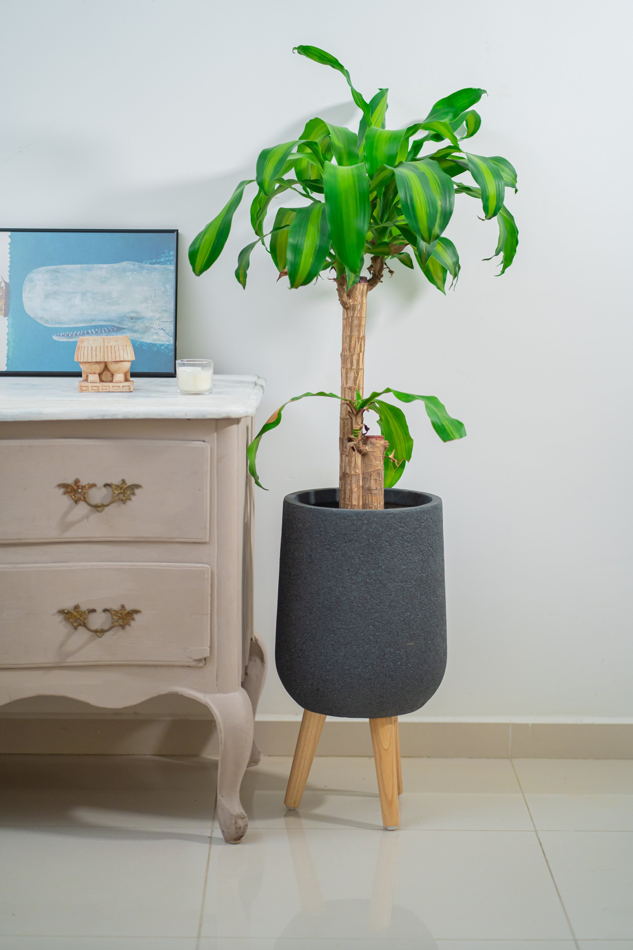 Dracaena Massangeana