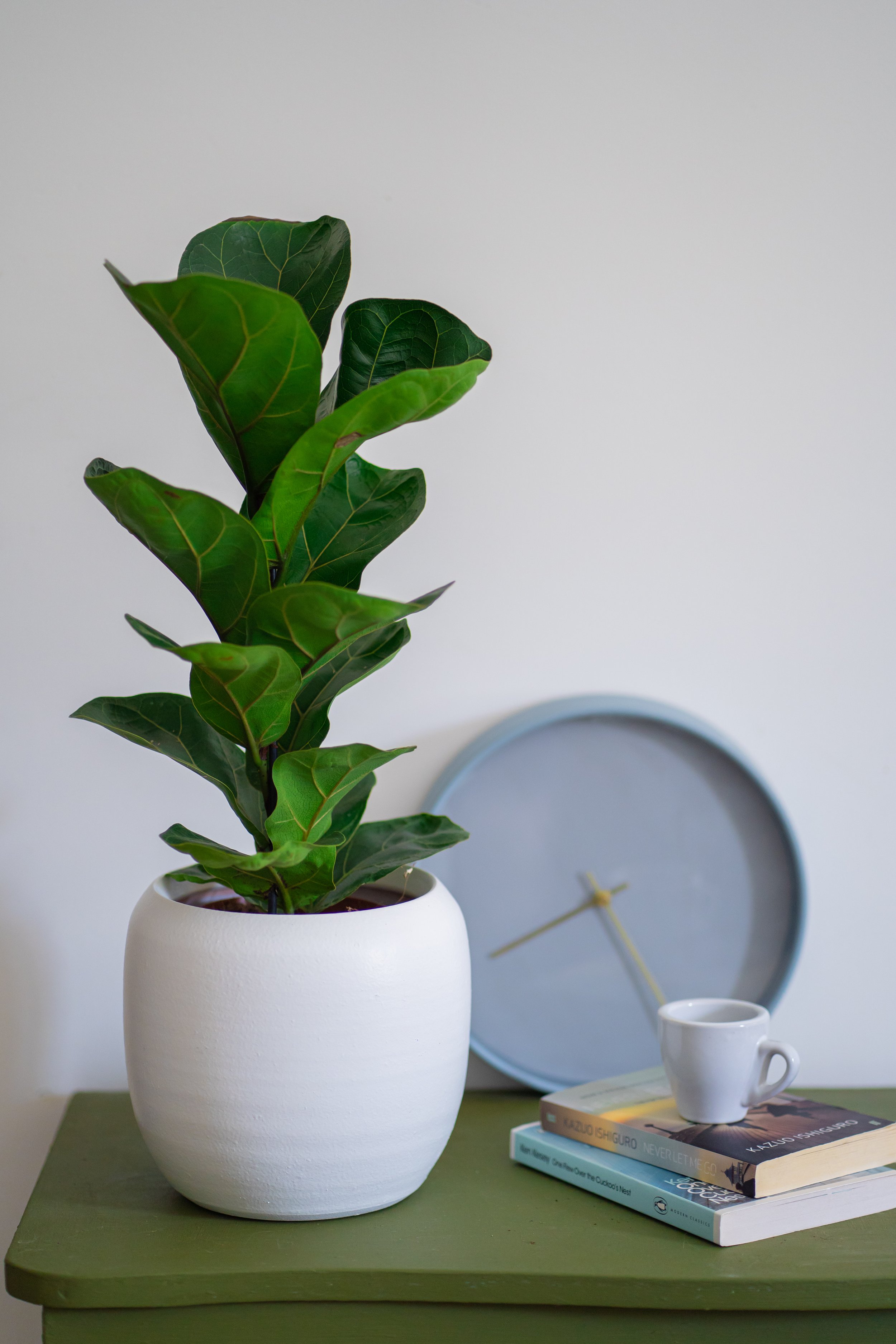 Fiddle-Leaf Fig