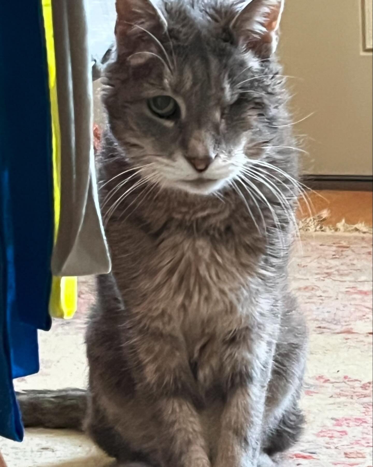 At 20 yrs old, Pippin has seen more than most 2 eyed cats. 

#seniorpetsrock #eldercat #rescuecat #coolcat #felinefriend #peacefulpets #petcare #boontonnj #petsarefamily