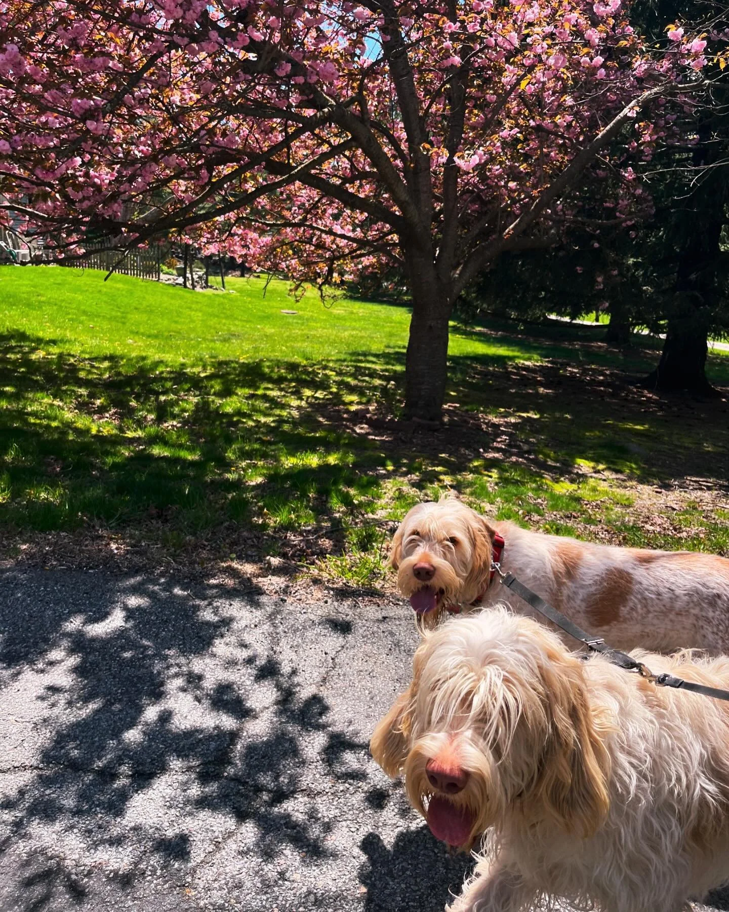 Happy warm weather! And yes, we can see. It&rsquo;s like when you play hide-and-seek and can see thru the cracks 🐶 

#bangs #dogbros #happydogs #spinone #spinoneitaliano #cherryblossom #summervibes #outdoors #dogwalker #boontonnj #peacefulpets