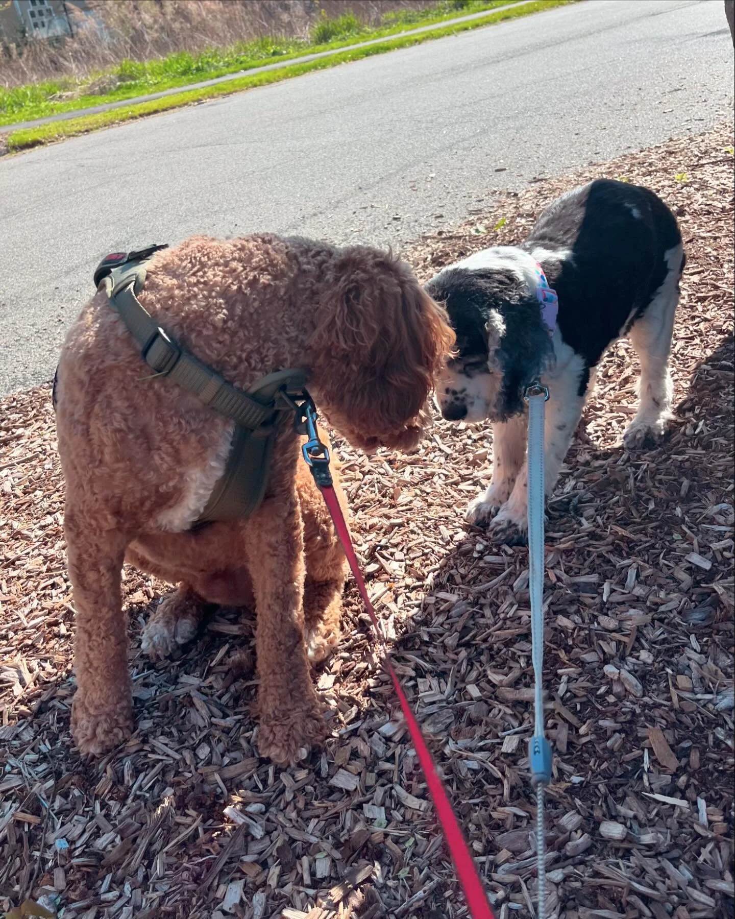 When you want them to &ldquo;say cheese&rdquo; but get something much better ❤️

#siblinglove #doglove #peacefulpets #dogwalker #boontonj #naturewalk #dogsrule