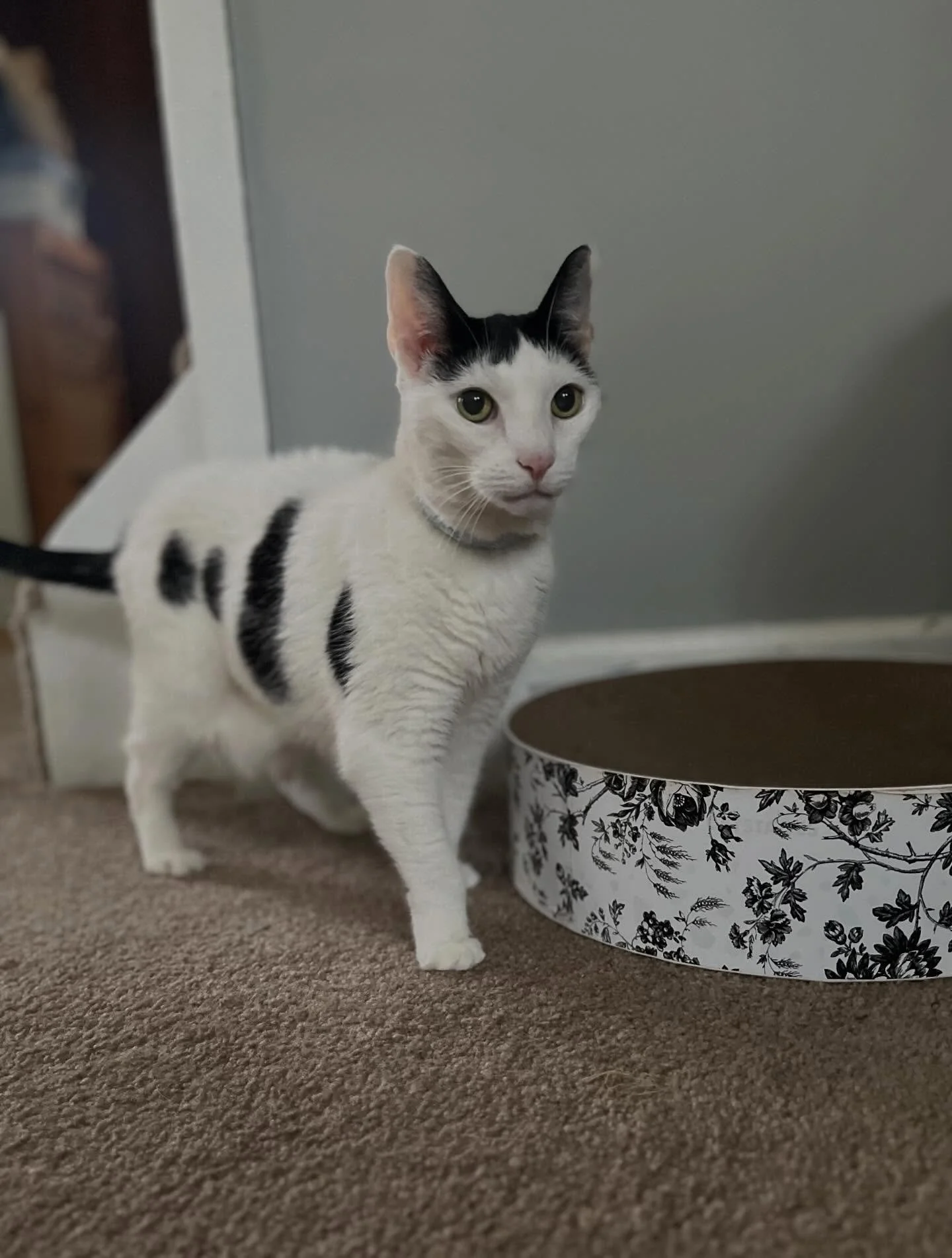 Introducing sweet Bella