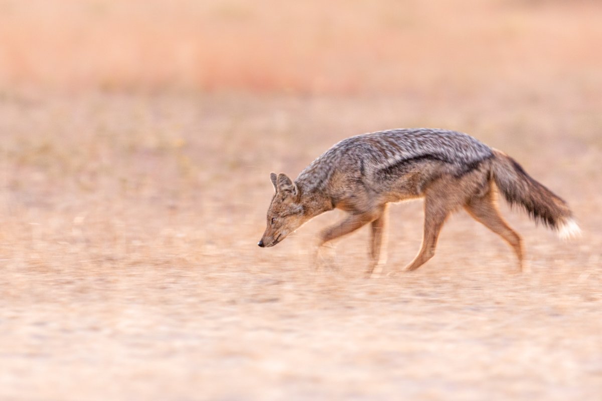 WildlifeInMotion22.jpg