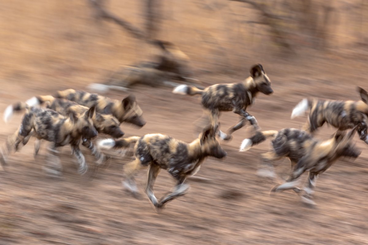 WildlifeInMotion20.jpg