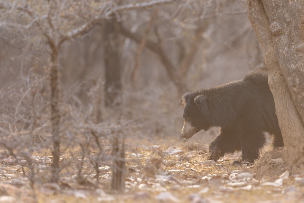 GeneralWildlife37.jpg