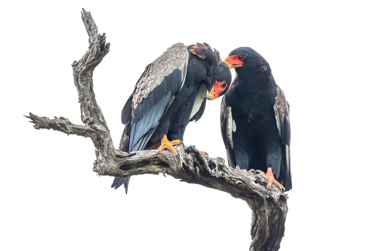 Birdlife32.jpg