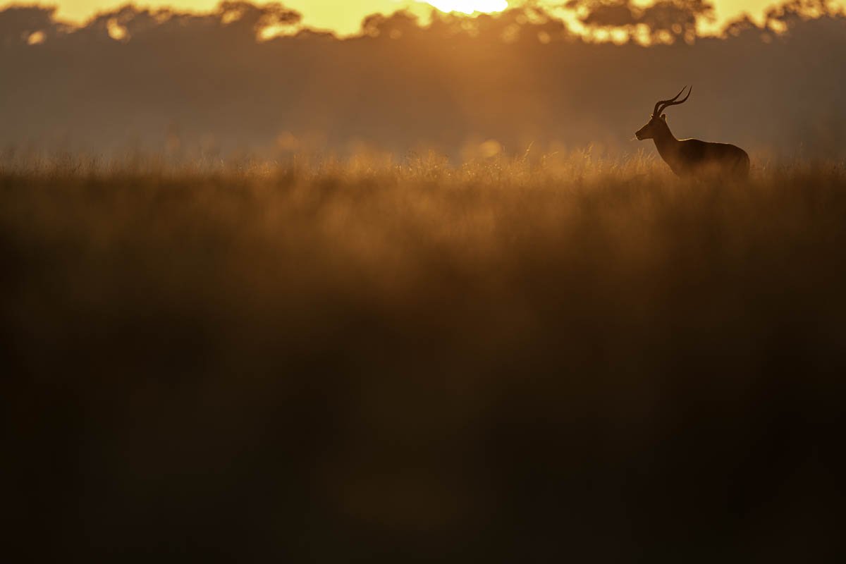 GeneralWildlife02.jpg