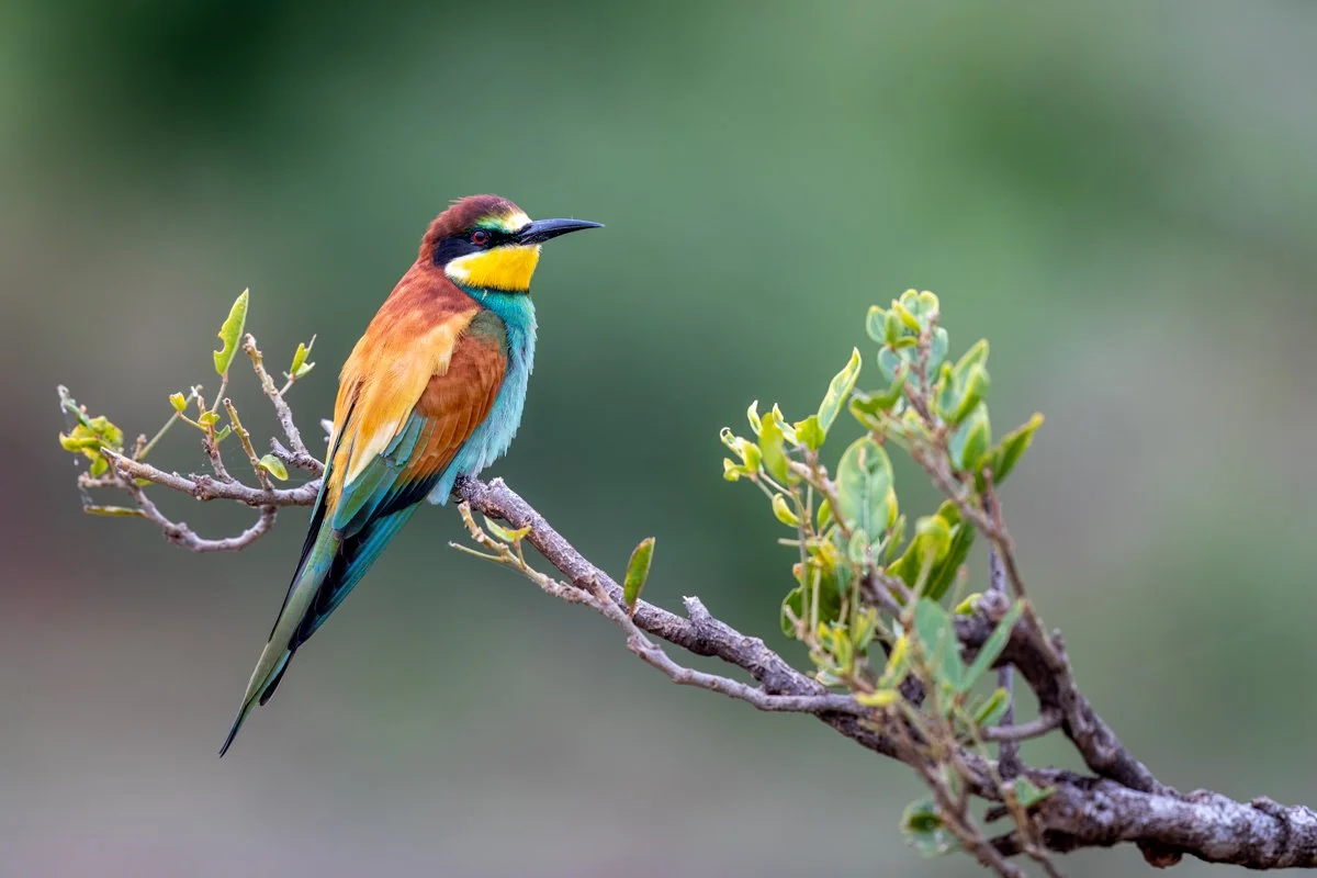 Birdlife09.jpg