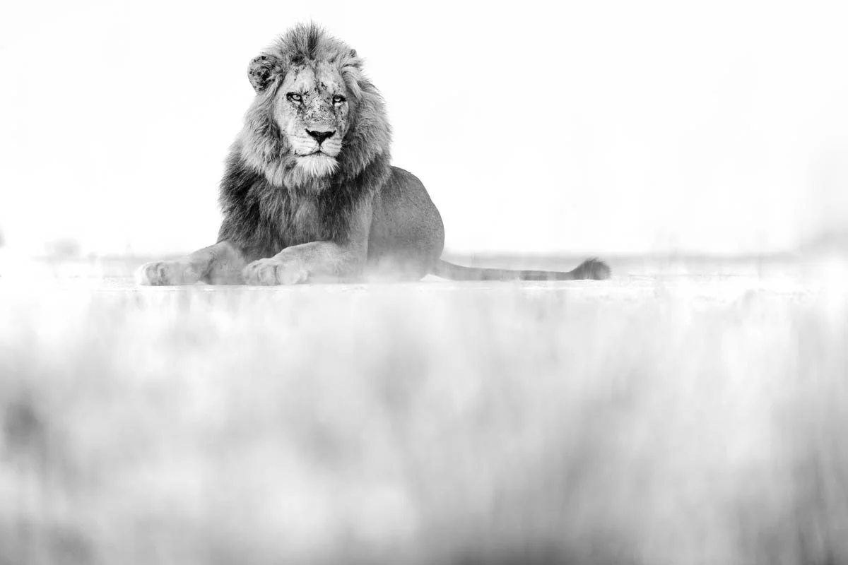 Monochrome35.jpg
