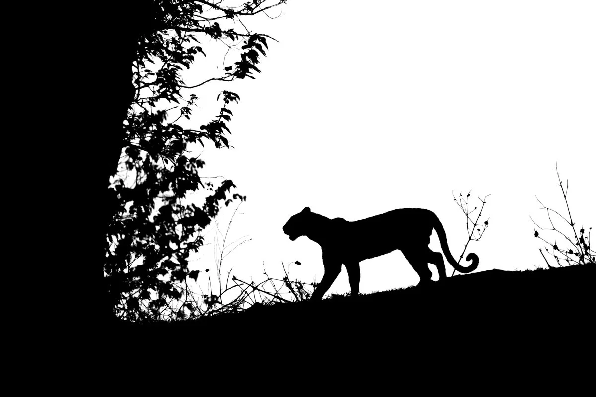Monochrome41.jpg