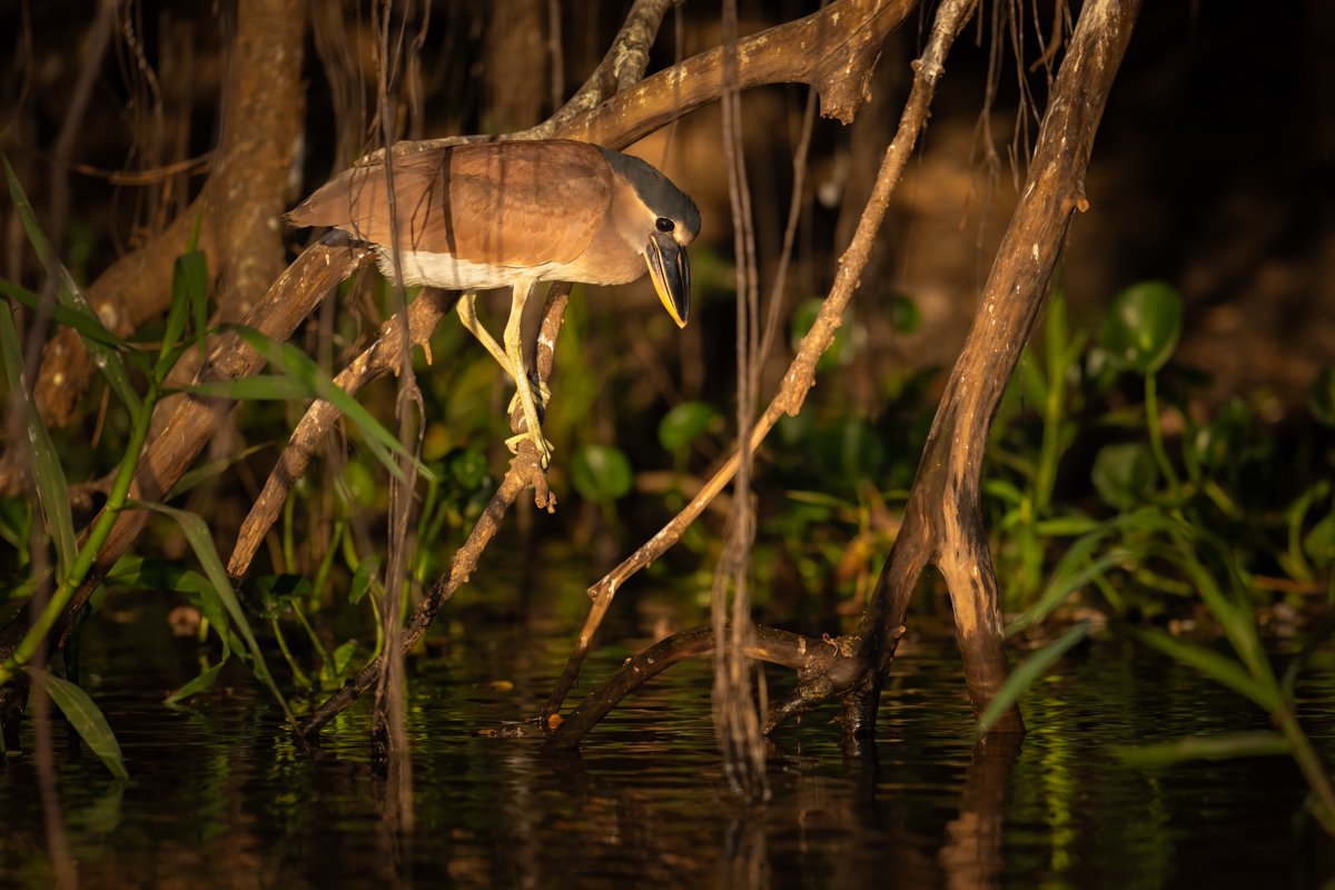 Birdlife35.jpg