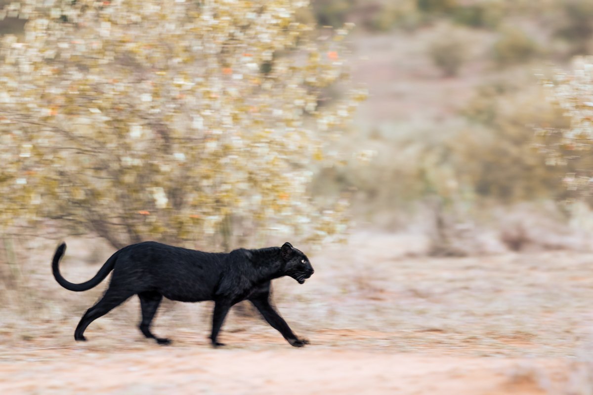 WildlifeInMotion25.jpg