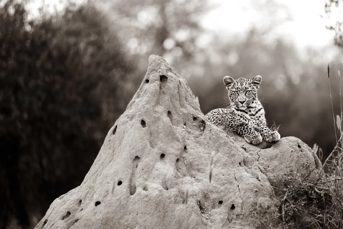 Monochrome38.jpg