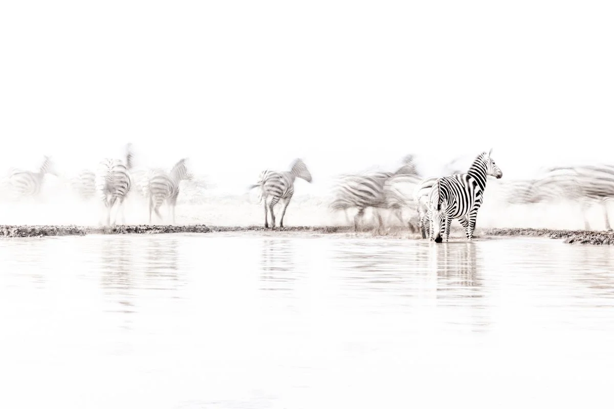 WildlifeInMotion09.jpg