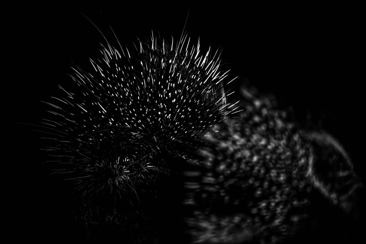 Monochrome20.jpg
