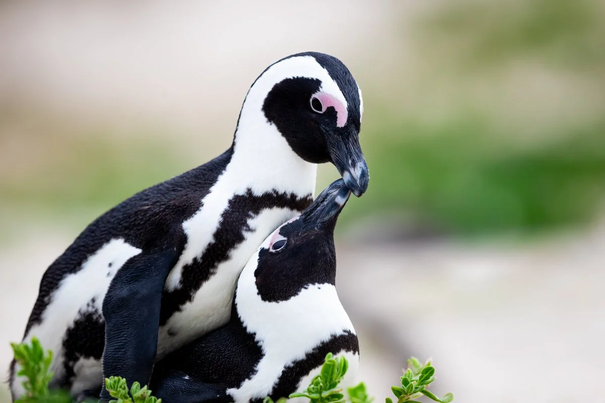 Birdlife42.jpg
