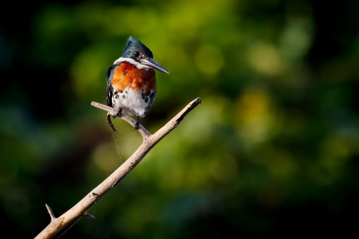 Birdlife07.jpg