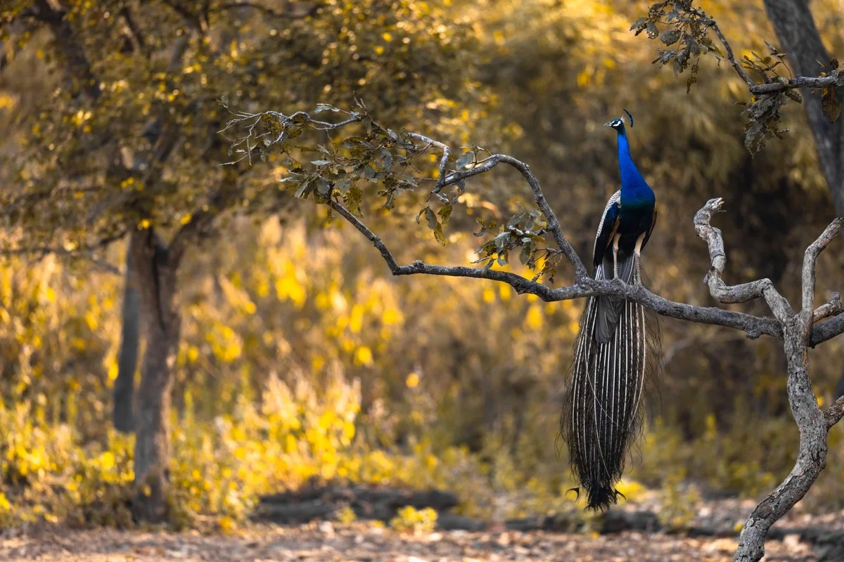 Birdlife30.jpg