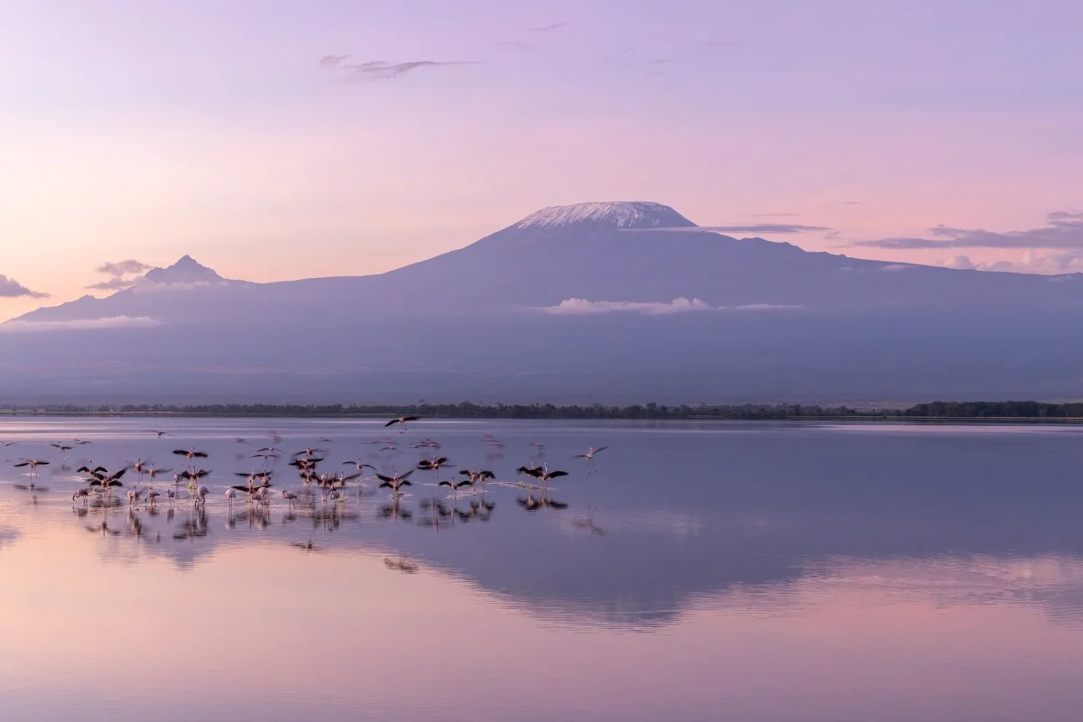 WildlifeInMotion24.jpg