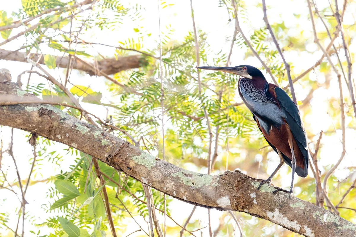 Birdlife26.jpg