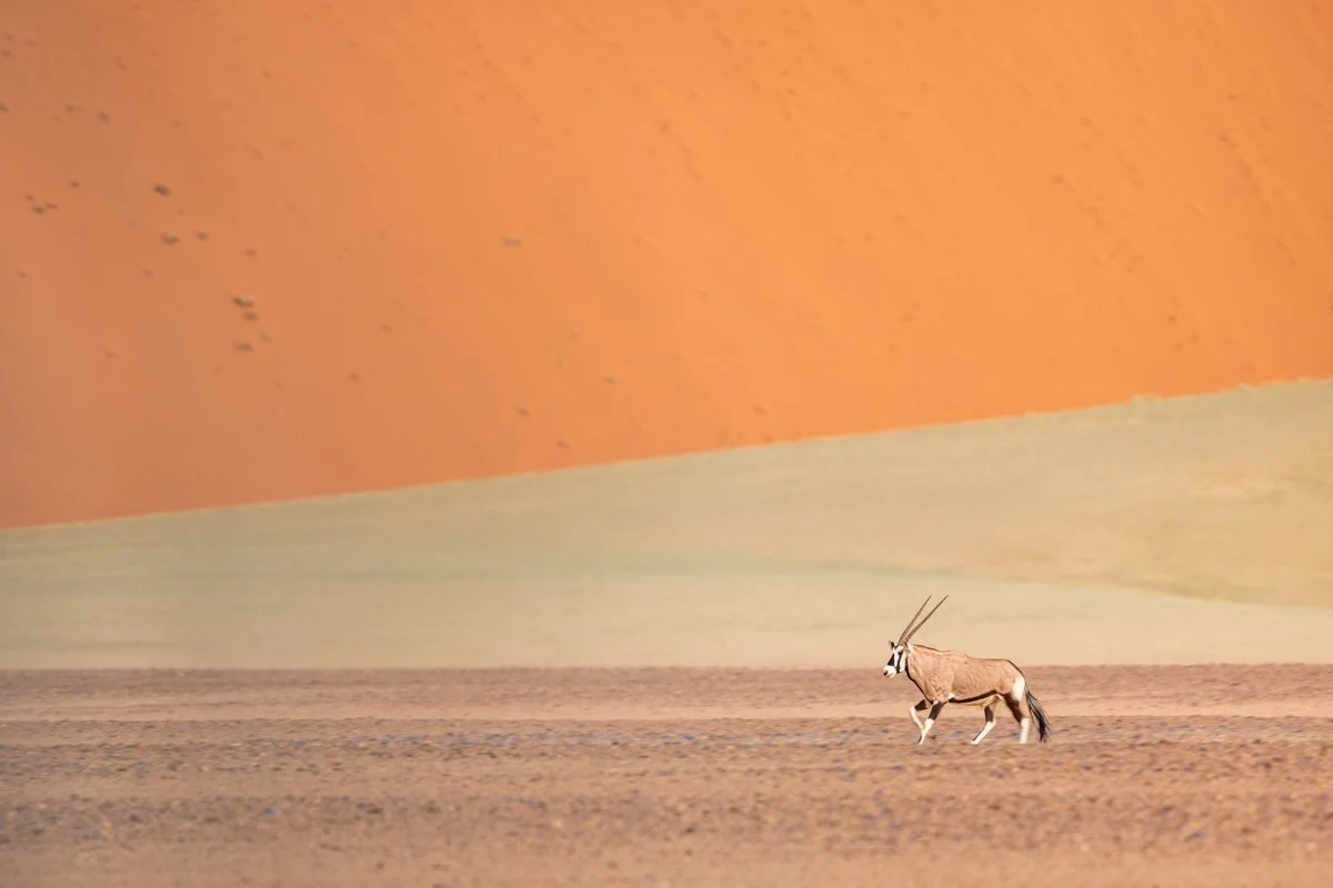 WildlifeInMotion07.jpg