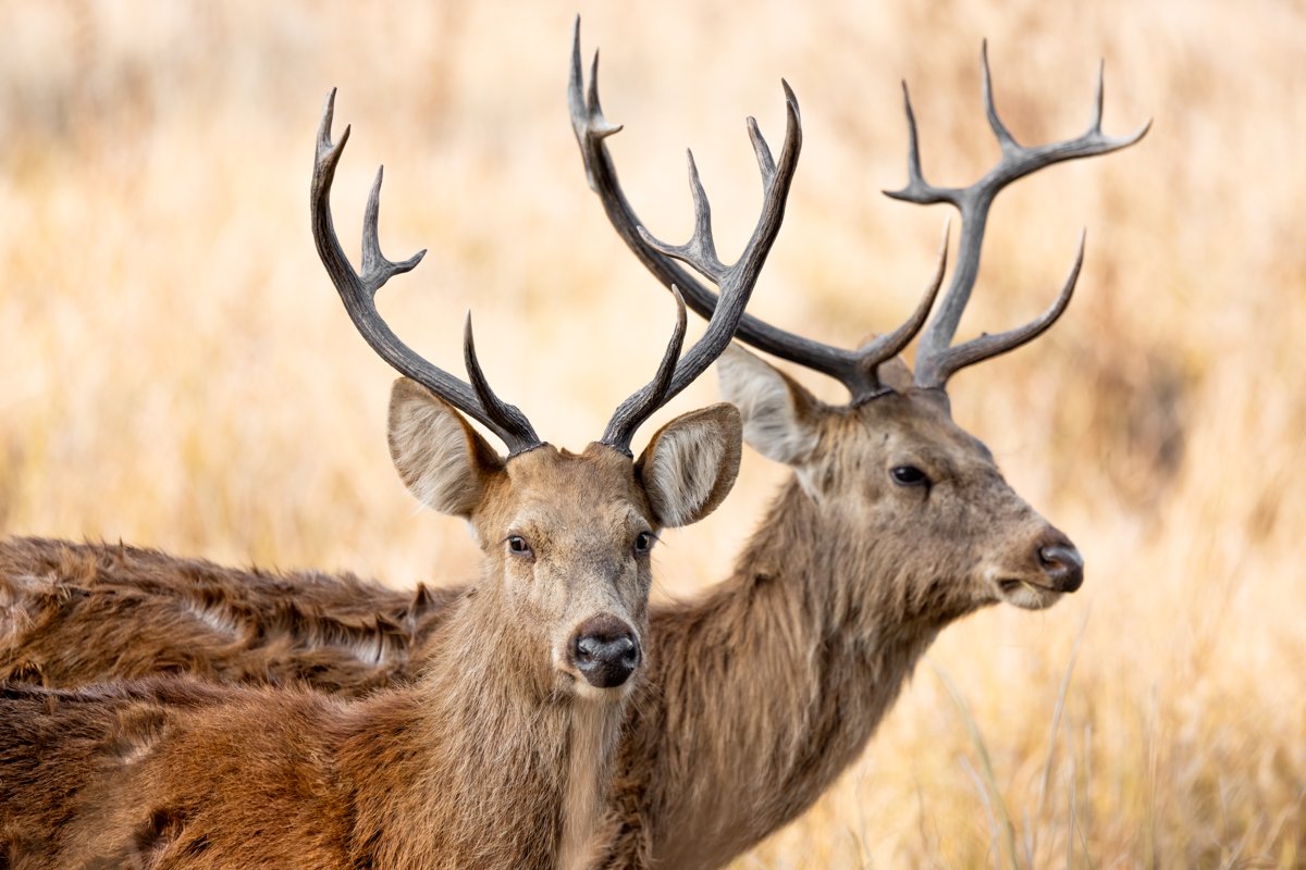 GeneralWildlife06.jpg