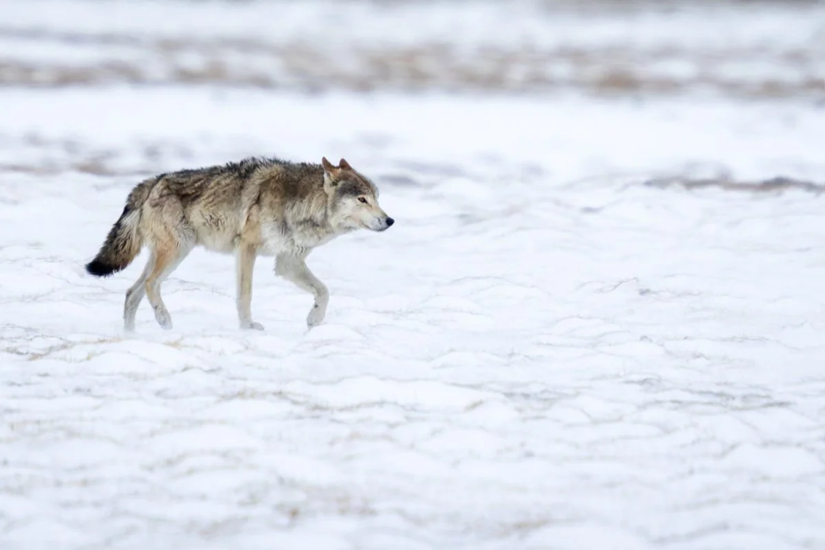 GeneralWildlife16.jpg