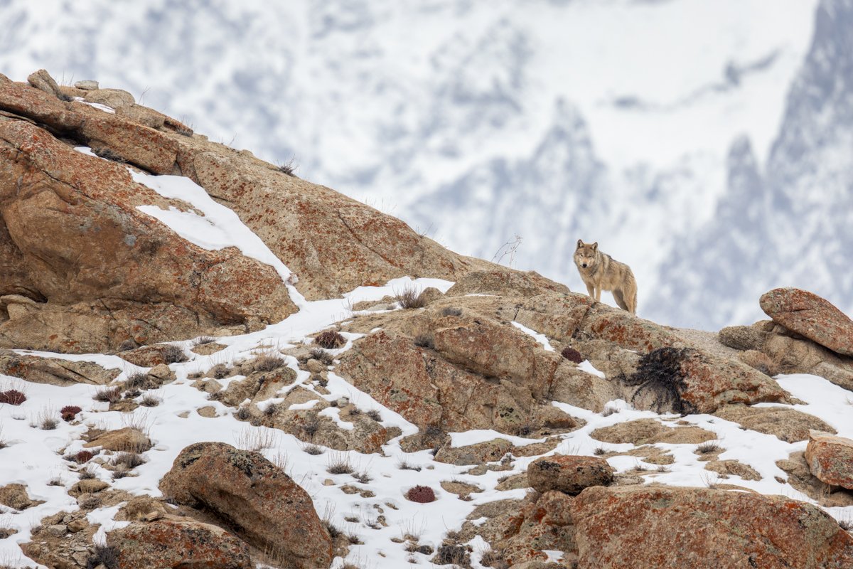 GeneralWildlife22.jpg