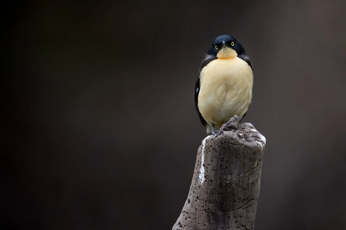 Birdlife40.jpg