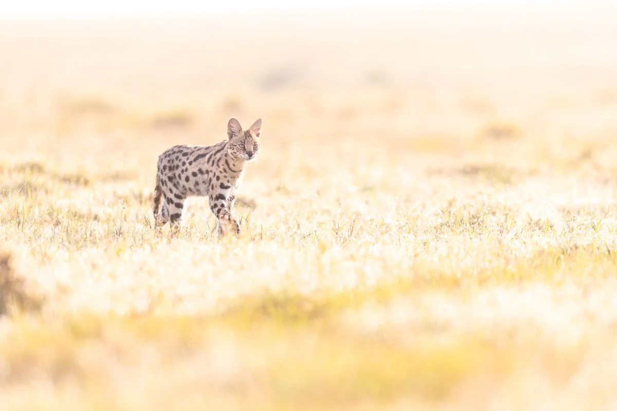 GeneralWildlife29.jpg