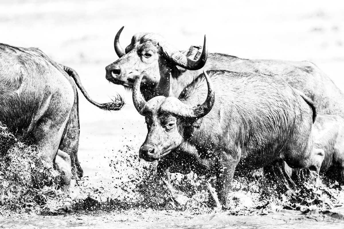 Monochrome25.jpg