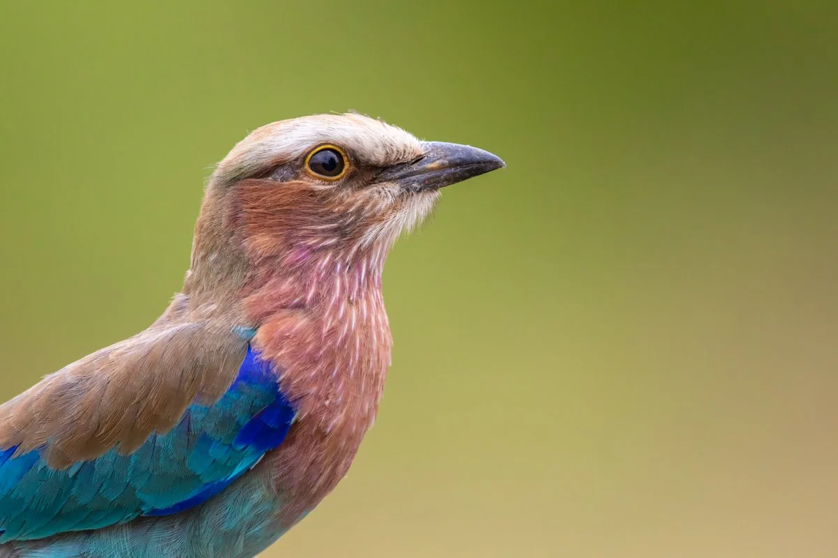 Birdlife19.jpg