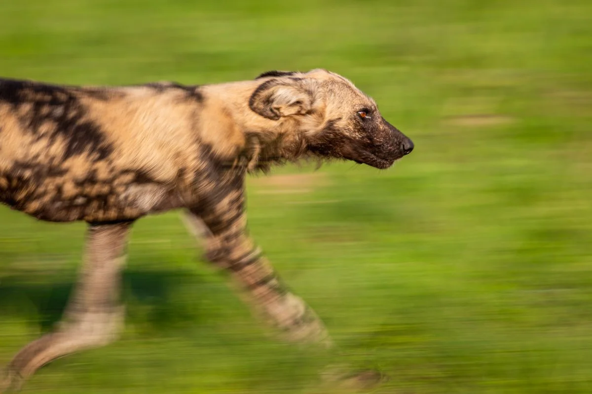 WildlifeInMotion03.jpg