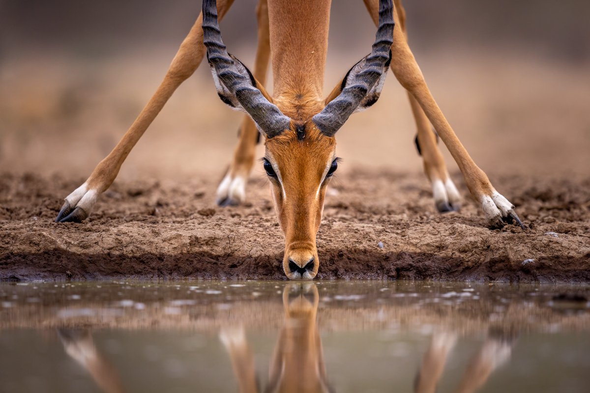 GeneralWildlife14.jpg