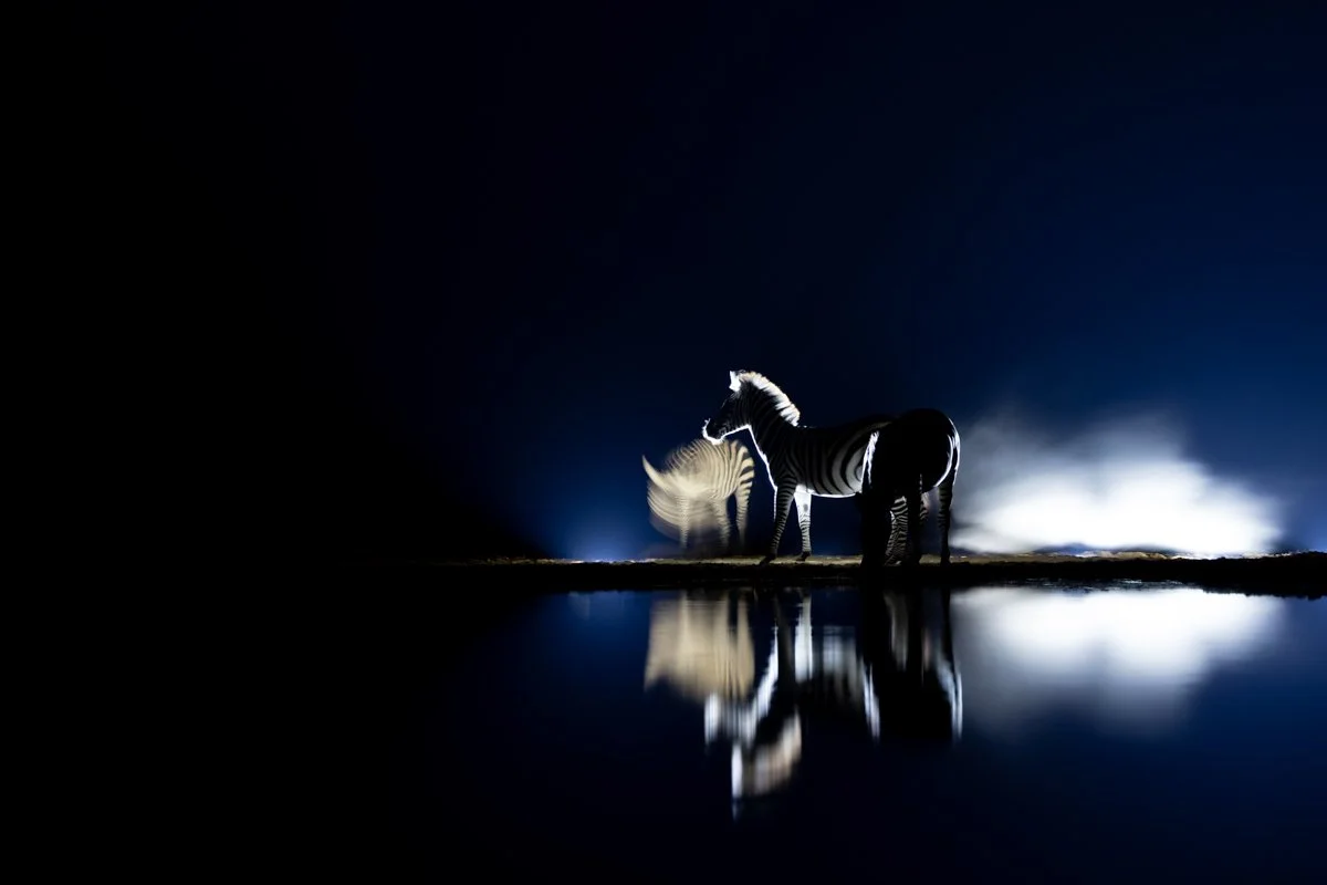 WildlifeInMotion04.jpg