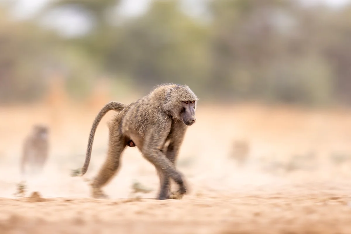 WildlifeInMotion26.jpg