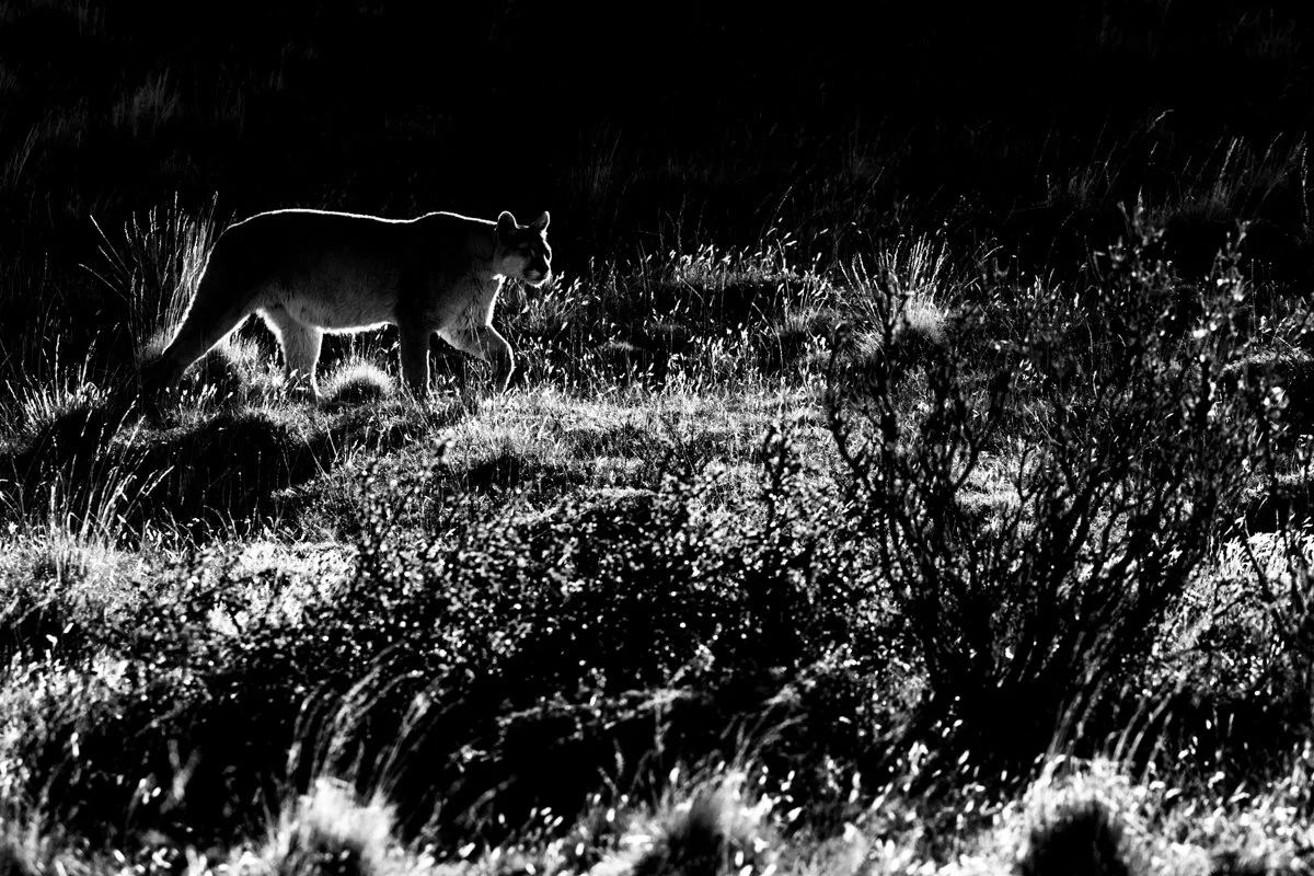 Monochrome12.jpg