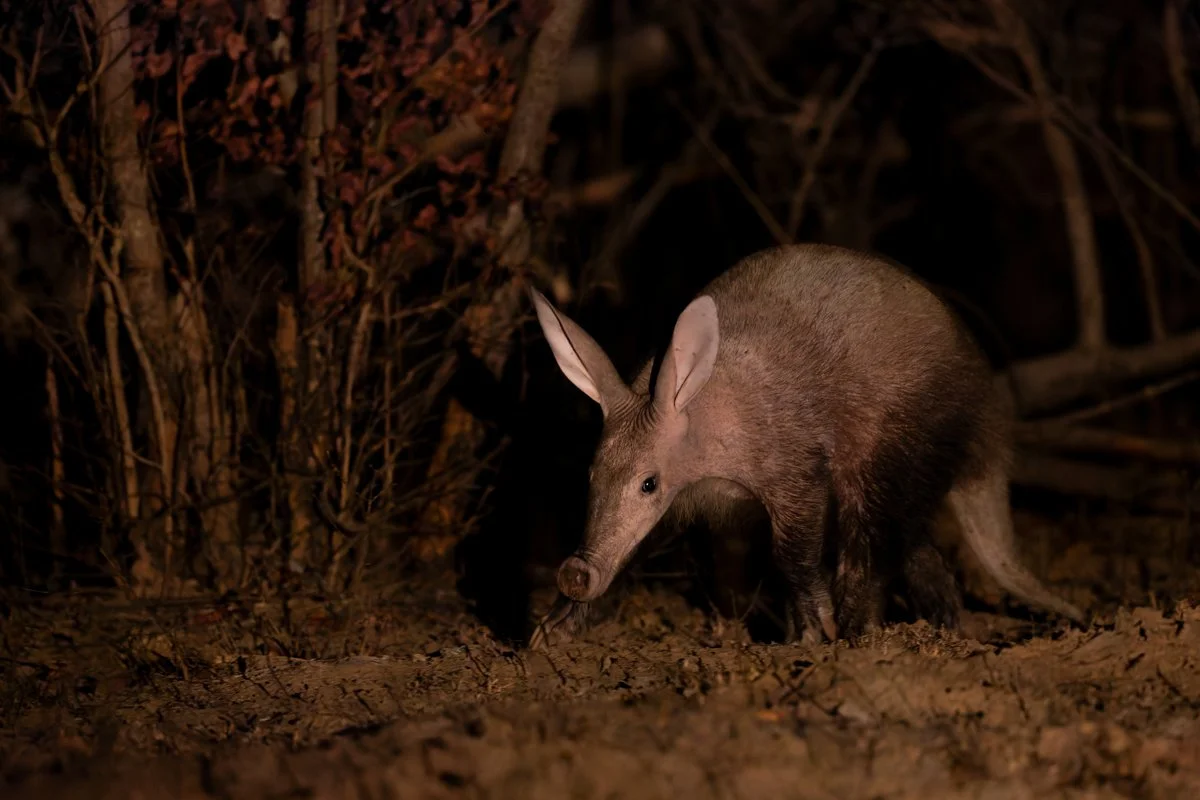 GeneralWildlife15.jpg