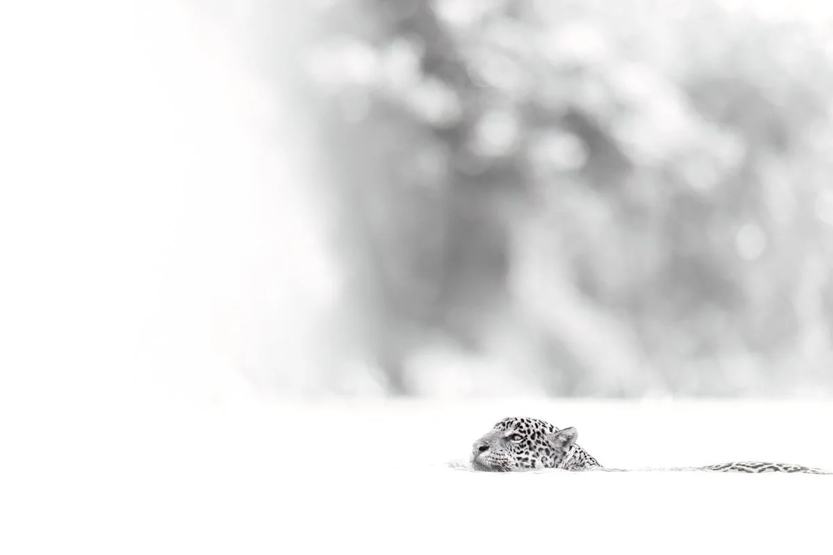 Monochrome32.jpg