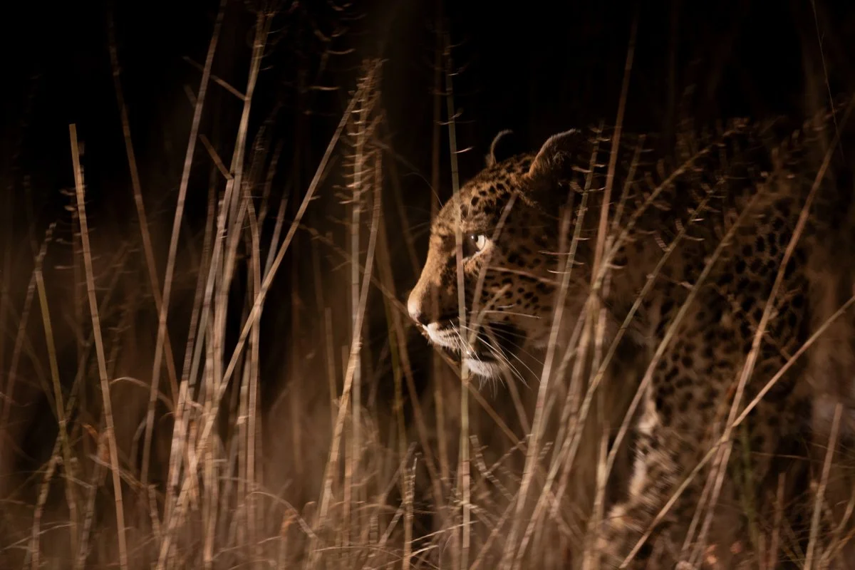 WildlifeInMotion05.jpg