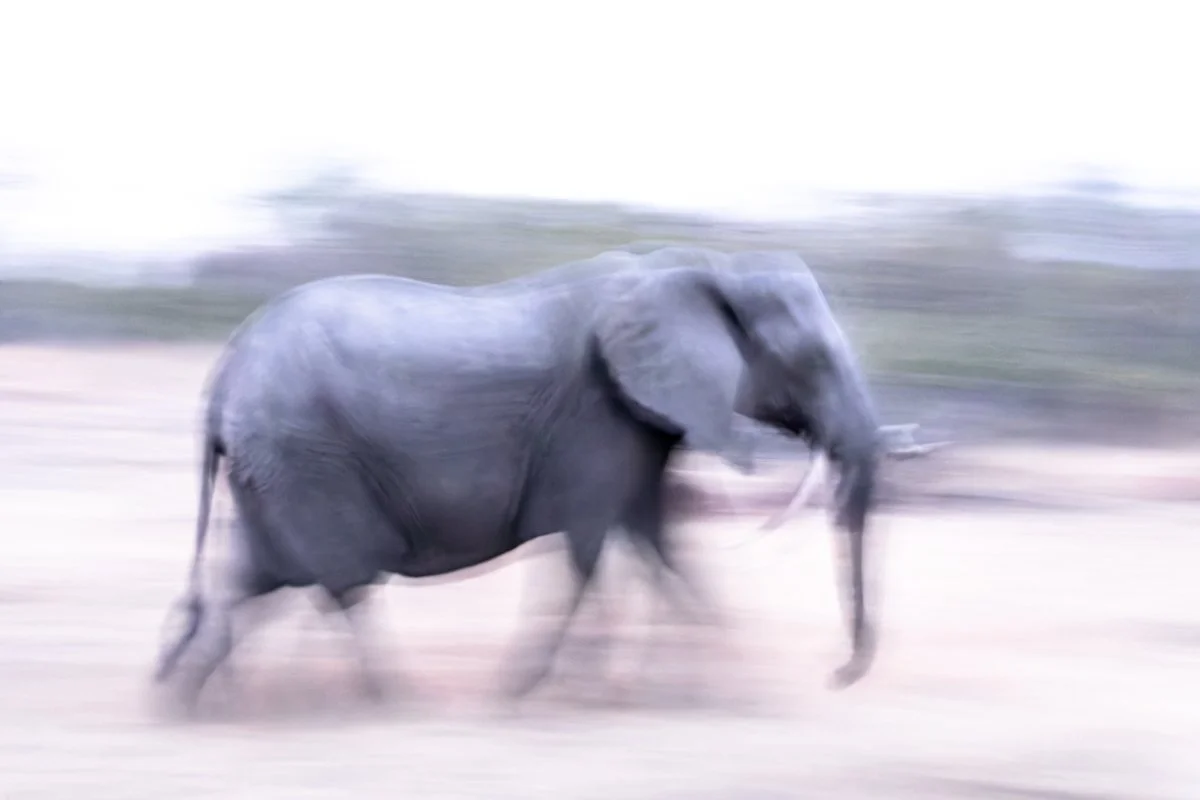 WildlifeInMotion16.jpg