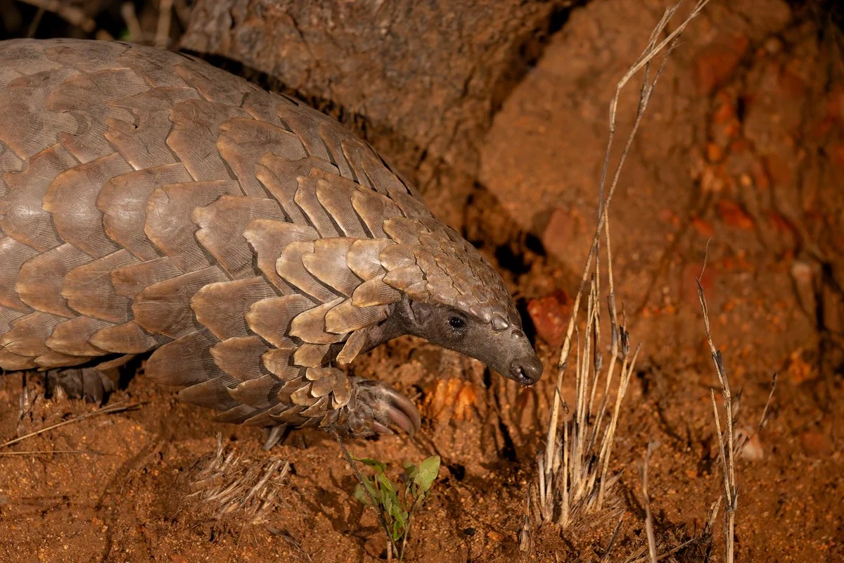 GeneralWildlife25.jpg