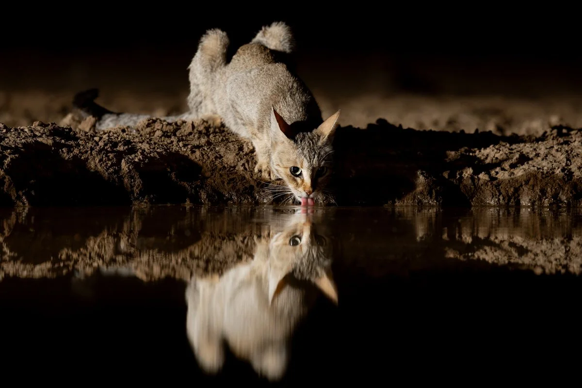 GeneralWildlife09.jpg