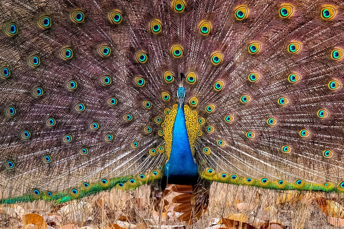 Birdlife16.jpg
